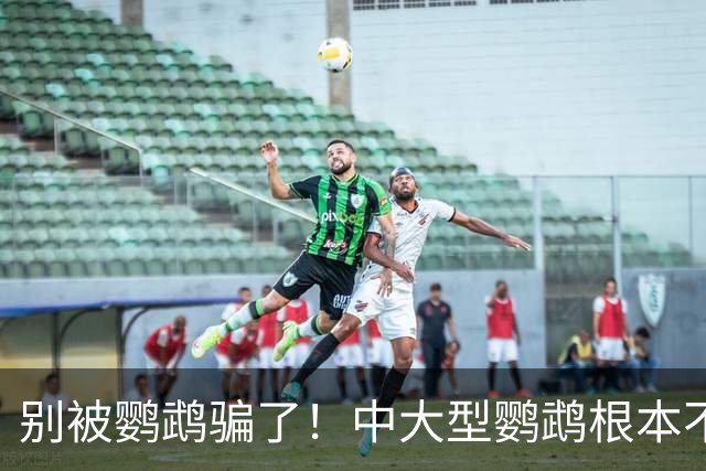 别被鹦鹉骗了！中大型鹦鹉根本不是宠物，是会飞的野生猛禽！